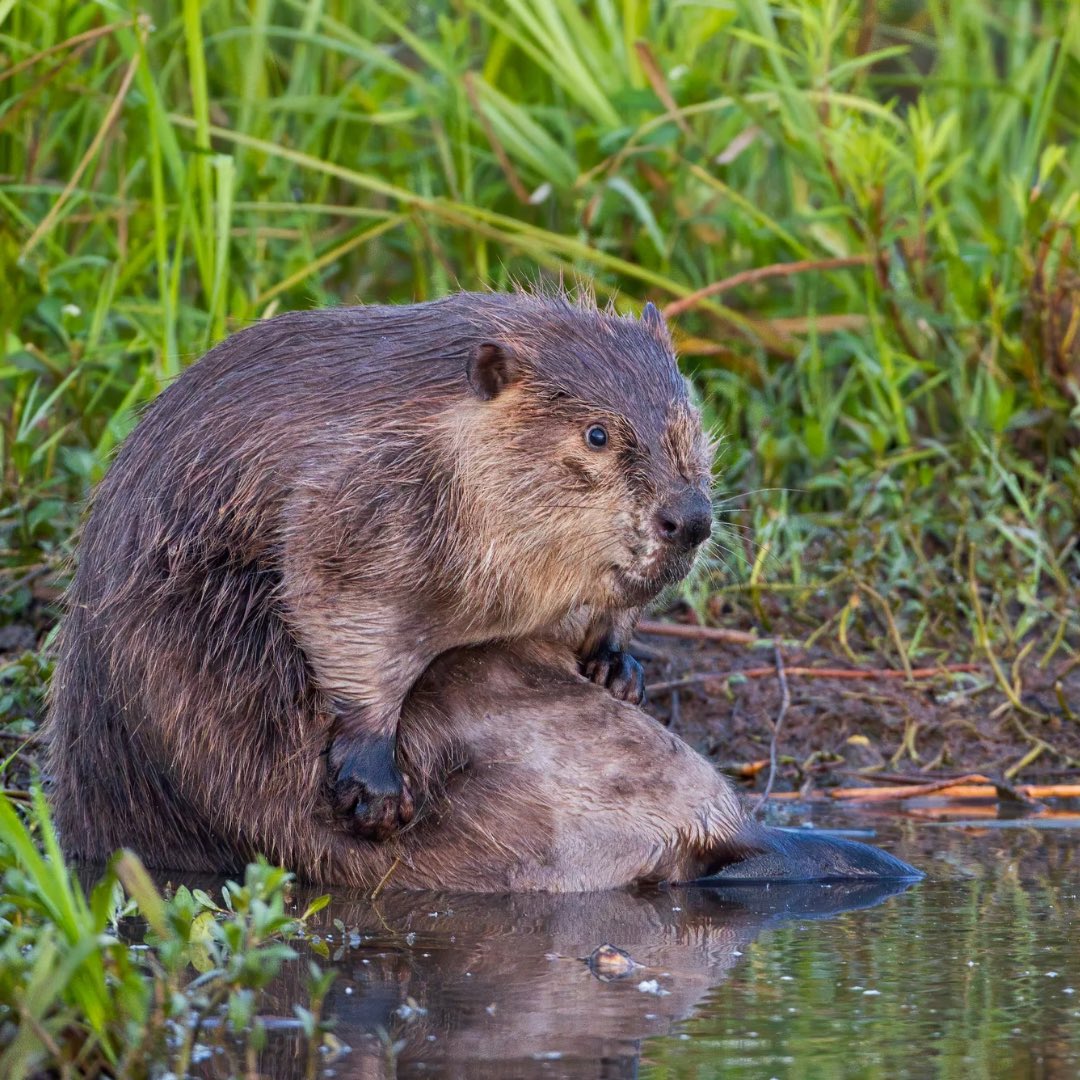 thepolandnews_'s tweet photo. Dziś Międzynarodowy Dzień Bobra 🦫 https://t.co/vxtpsnnQKV