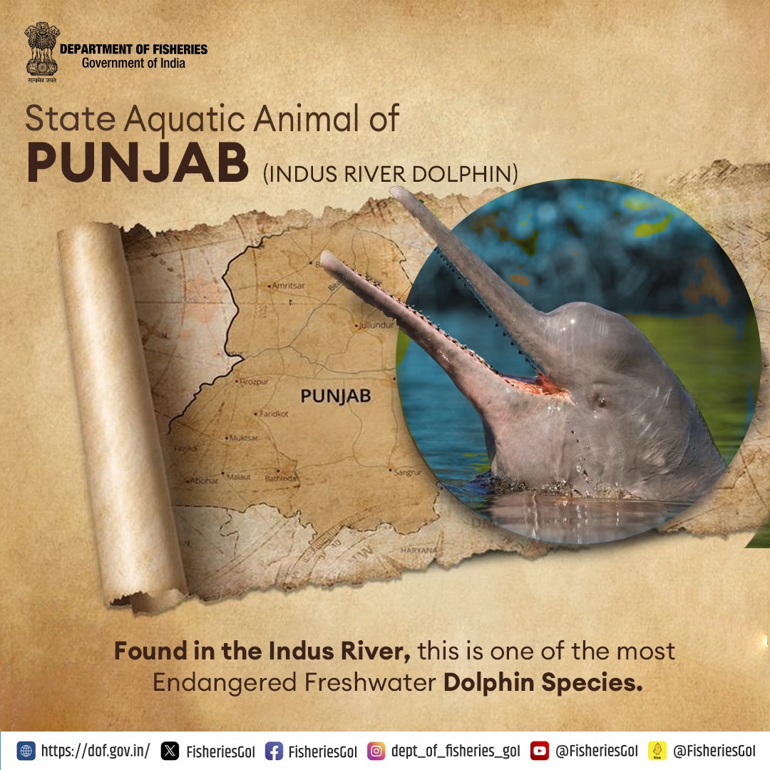 Indus River Dolphin is also one of the rarest mammals in the world. #IndusRiverDolphin #Punjab #StateAquaticAnimal #RarestMammal #EndangeredFreshwaterSpecies