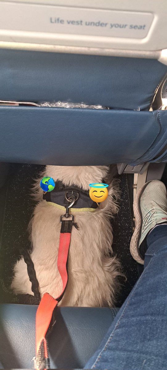 Seems that when you travel with an #academicpuppy you become well known by the KLM staff, so far of Edinburgh and Glasgow airport 😅. 24 flights with her and counting.