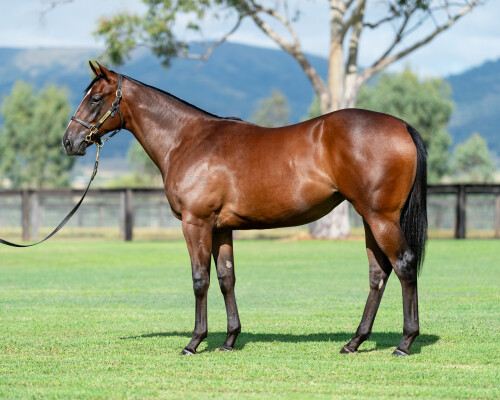 Novel Dancer has been a wonderful mare for @SledmereStud and proved to be so again on Day 1 of the @inglis_sales Easter Sale. Her '22 filly by Snitzel sold to @GRyanRacing for $425K in another rewarding outcome for the farm … and hopefully for one of Sydney's leading stables!