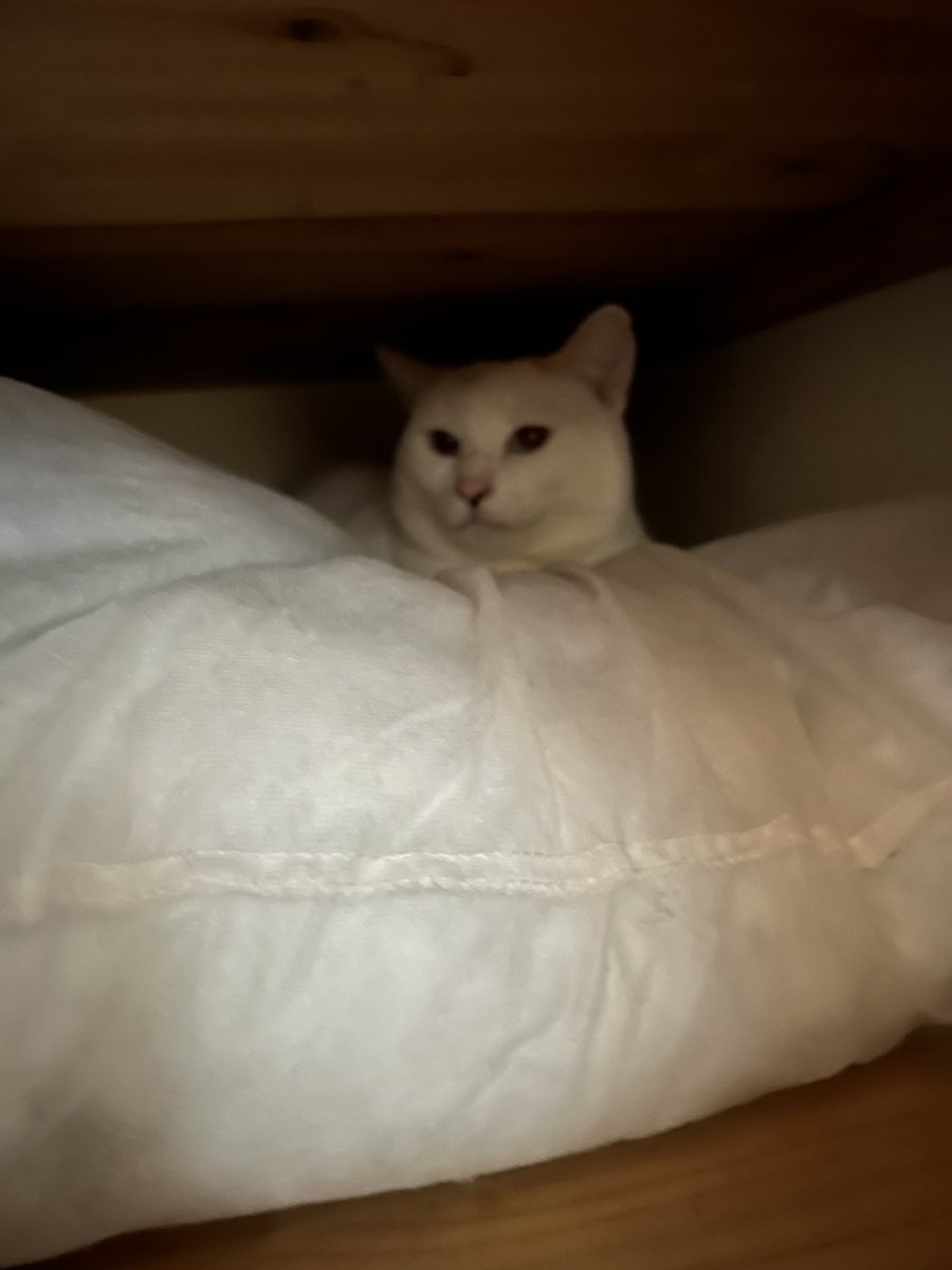 Massive thunderstorms and rain today, so Coco hides in her bomb shelter 😸⛈️⛈️ #sundayvibes #cats #CatsLovers