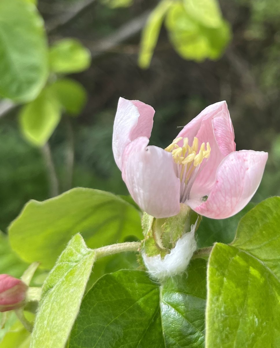 New on the blog: the April #treefollowing update - there is blossom #blog #gardenblog #questforaquince #quince #taplink blackberrygarden.co.uk/2024/04/tree-f…