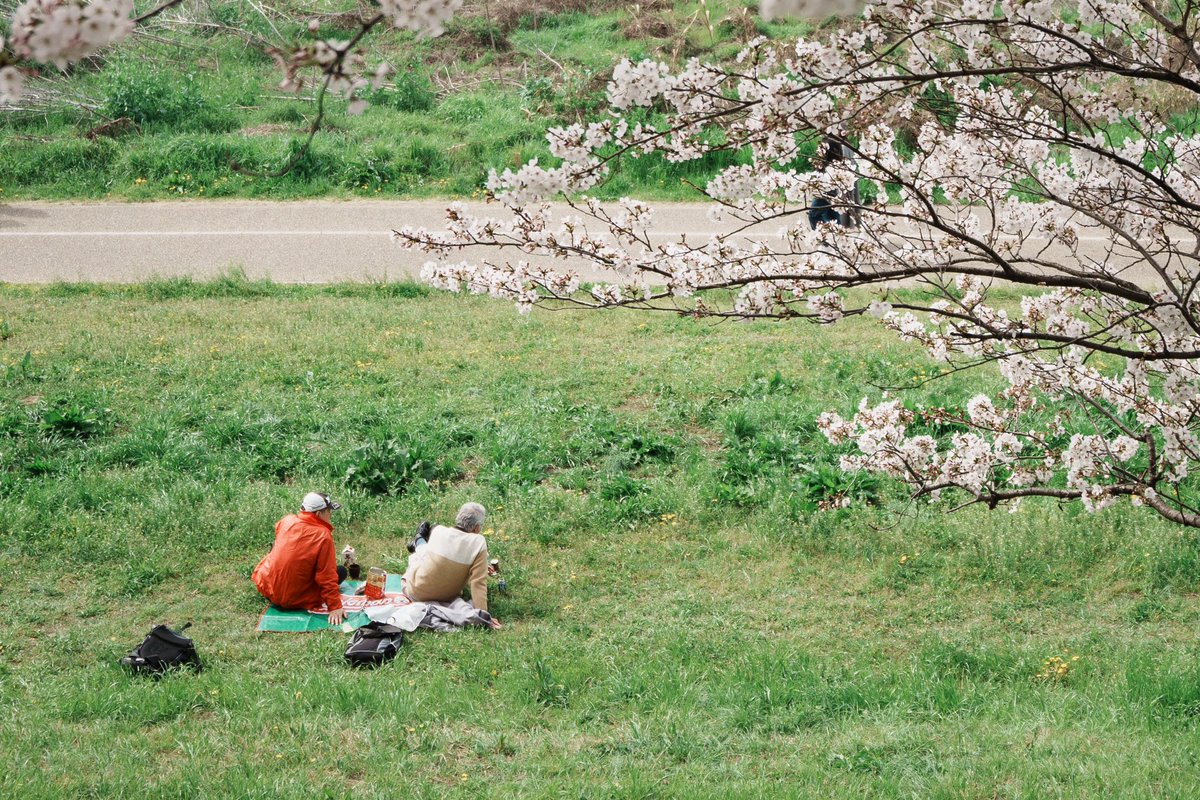 私が写す圧巻の桜スナップ