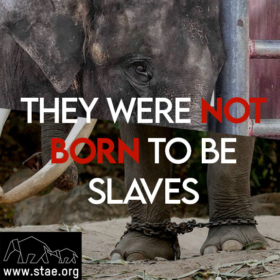 They were not born to be slaves. Help our fight to protect the endangered Asian elephants from torture and misery! stae.org/help-us