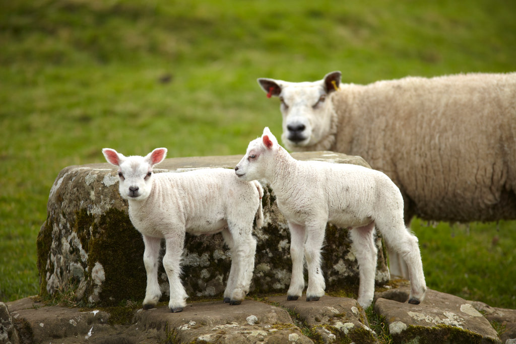 Wishing 'ewe' a restful Sunday! 🐑 These lambs are exploring Birdoswald Roman Fort at Hadrian's Wall 📍