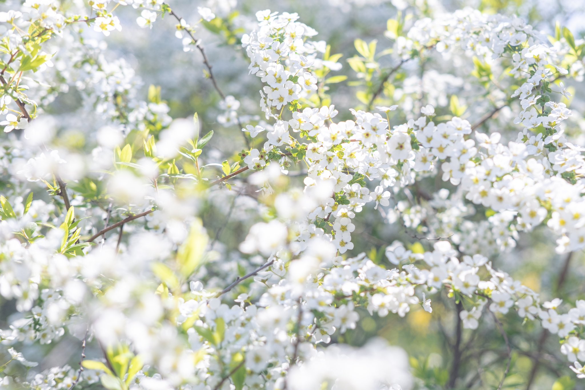 おいも (@oimo_3939) / X