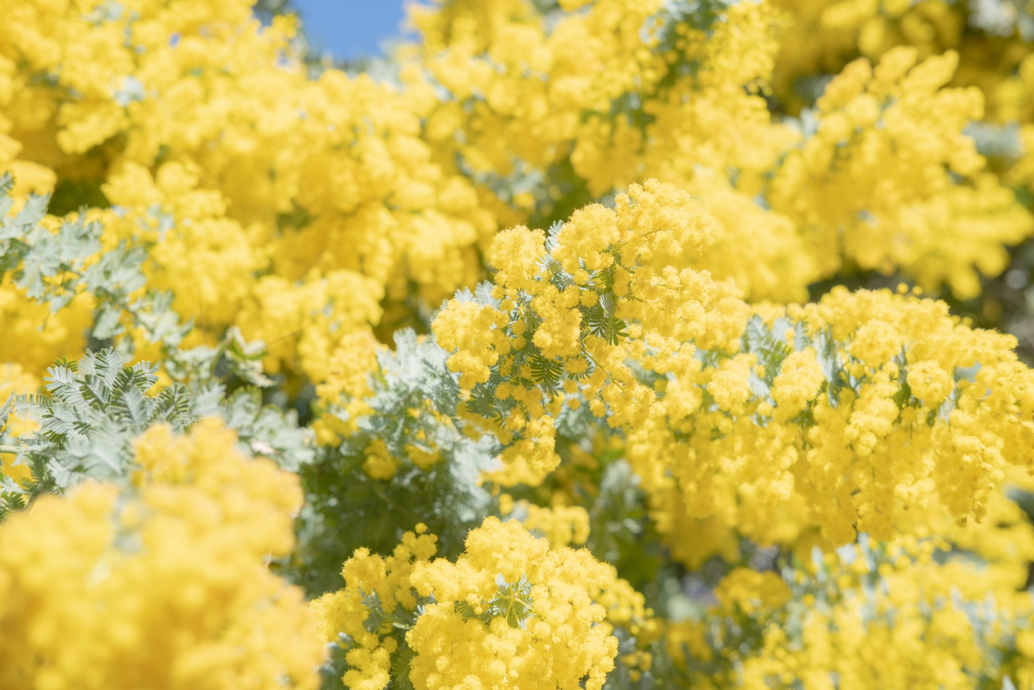 ⚘⠜　もも shimo | . kissならば、 