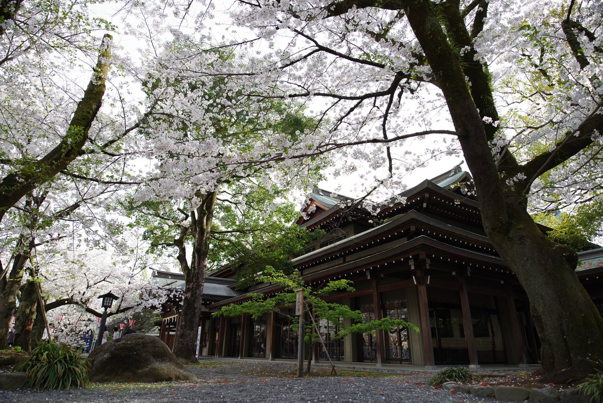 三嶋大社に連れていってもらいました
桜はバッチリ見頃でした( ˘ω˘ )
滞在時間だけ天気回復😭ｽﾊﾞﾗｼｨ

#PENTAX DFA 21mmF2.4ED Limited
+K-1II
#pentaxk1mkii
#pentax_dfa21limited