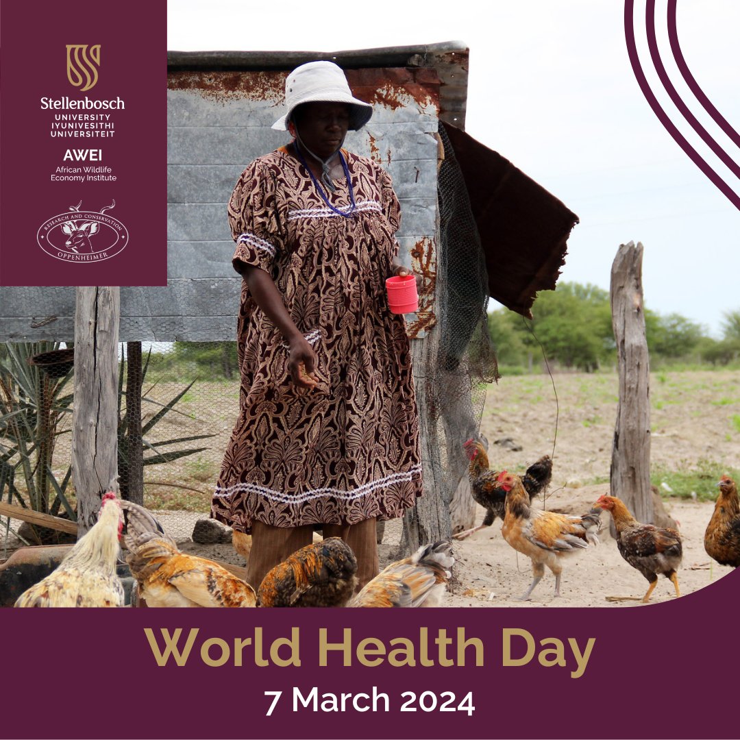 This World Health Day, we discuss how medicinal plants in chicken health benefits us. Economic, eco-friendly, and minus the adverse effects of synthetic antibiotics. www0.sun.ac.za/awei/posts/you… #WorldHealthDay #medicinalplants #OppenheimerGenerationsResearch&Conservation