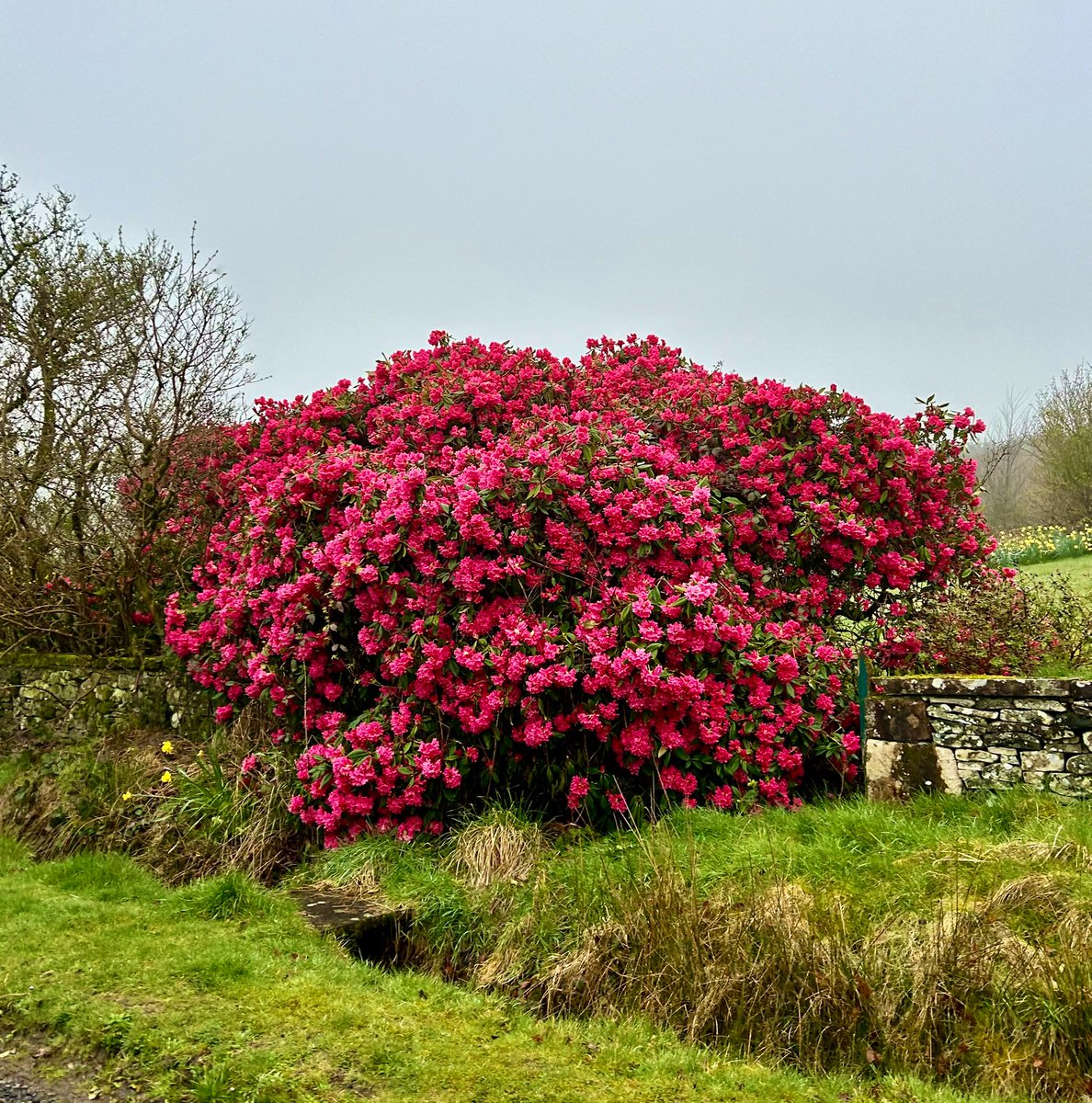 Honey made with the pollen from pontic rhododendron is poisonous. One earliest accounts of this toxicity occurred in 401 B.C when the army of Xenophon were retreating from Babylon. Starving soldiers ate large quantities of the honey from the tree and became ill #FolkloreSunday