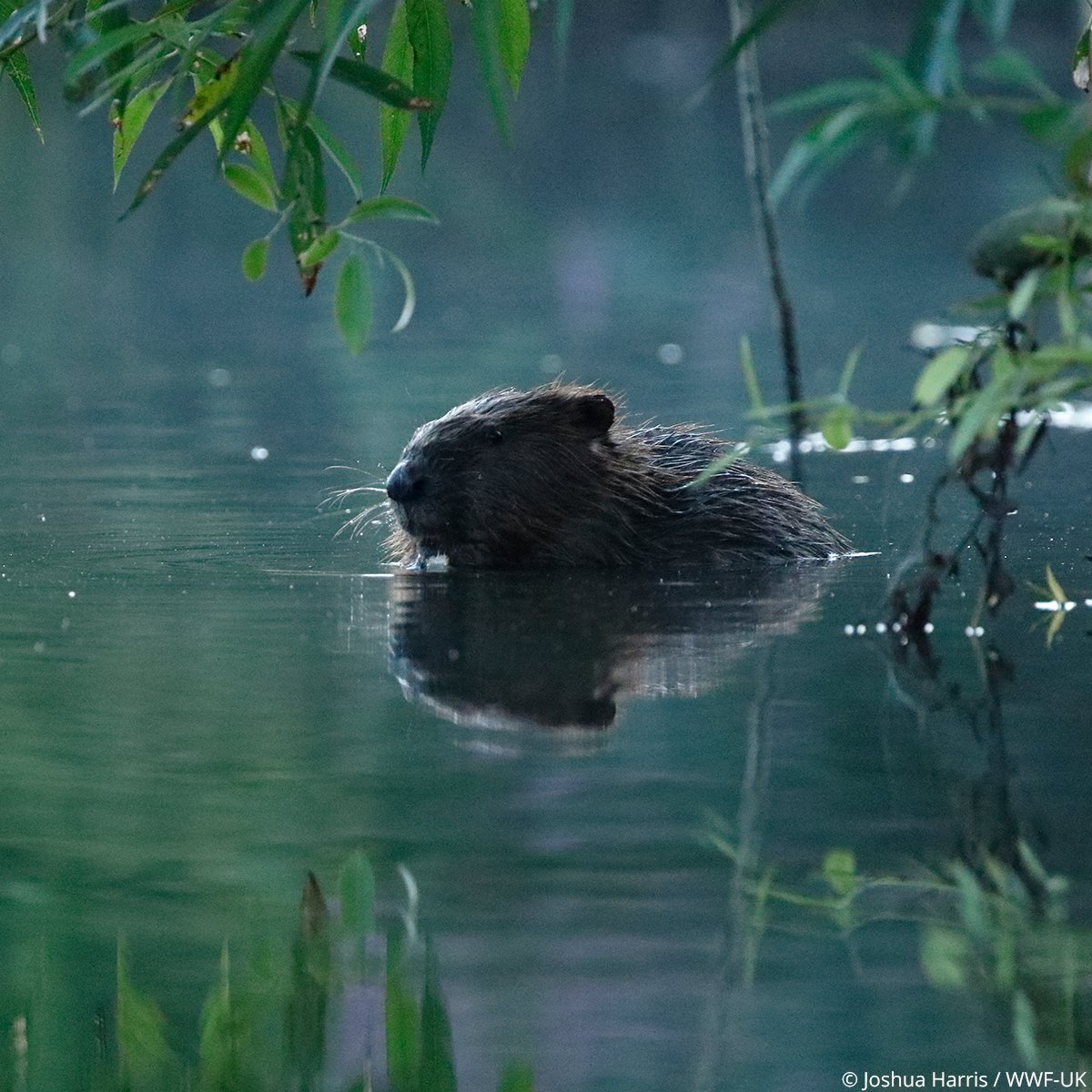 #DYK beavers have a transparent third eyelid, to protect their eyes whilst swimming? 🤯 These semi-aquatic rodents can dive underwater for up to 15 minutes and swim at speeds up to 5mph – more than double the swimming speed of an average human! #WorldBeaverDay