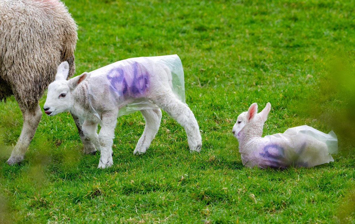 Ready for storm Kathleen.
#lambs #storm #coats #sheep #lancashire #forestofbowlandaonb #forestofbowland #nikon #photography