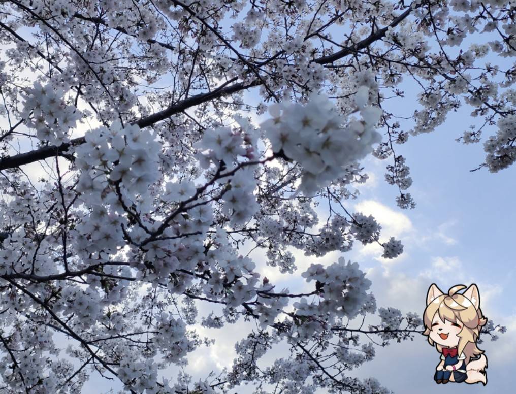 「お花見日和な土日でしたねThe cherry blossoms are bloo」|コオンのイラスト