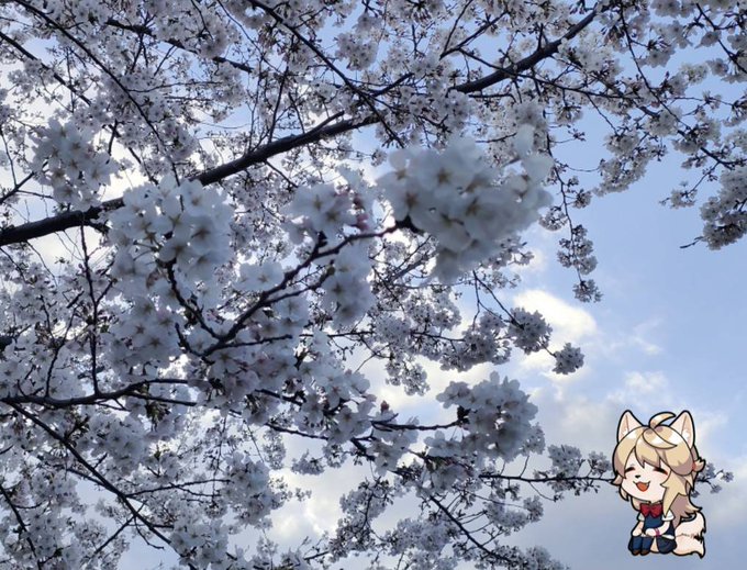 「blossoms」のTwitter画像/イラスト(新着))