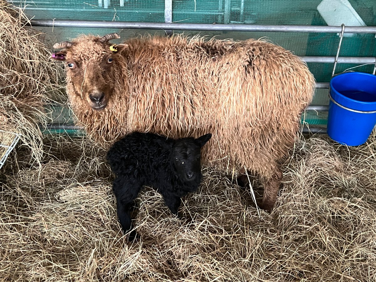 Lambing has started with a couple of beauties @SerafeenaH