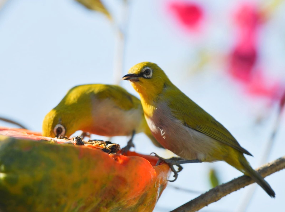 Chidiya ka glow to dekho🧡🌿#birdphotography #birdwatching #BirdsUp #BirdsOfTwitter #BBCWildlifePOTD #NaturePhotography #natgeoindia #IndiAves #BirdsSeenIn2024 #ThePhotoHour #TwitterNatureCommunity #nikonphotography