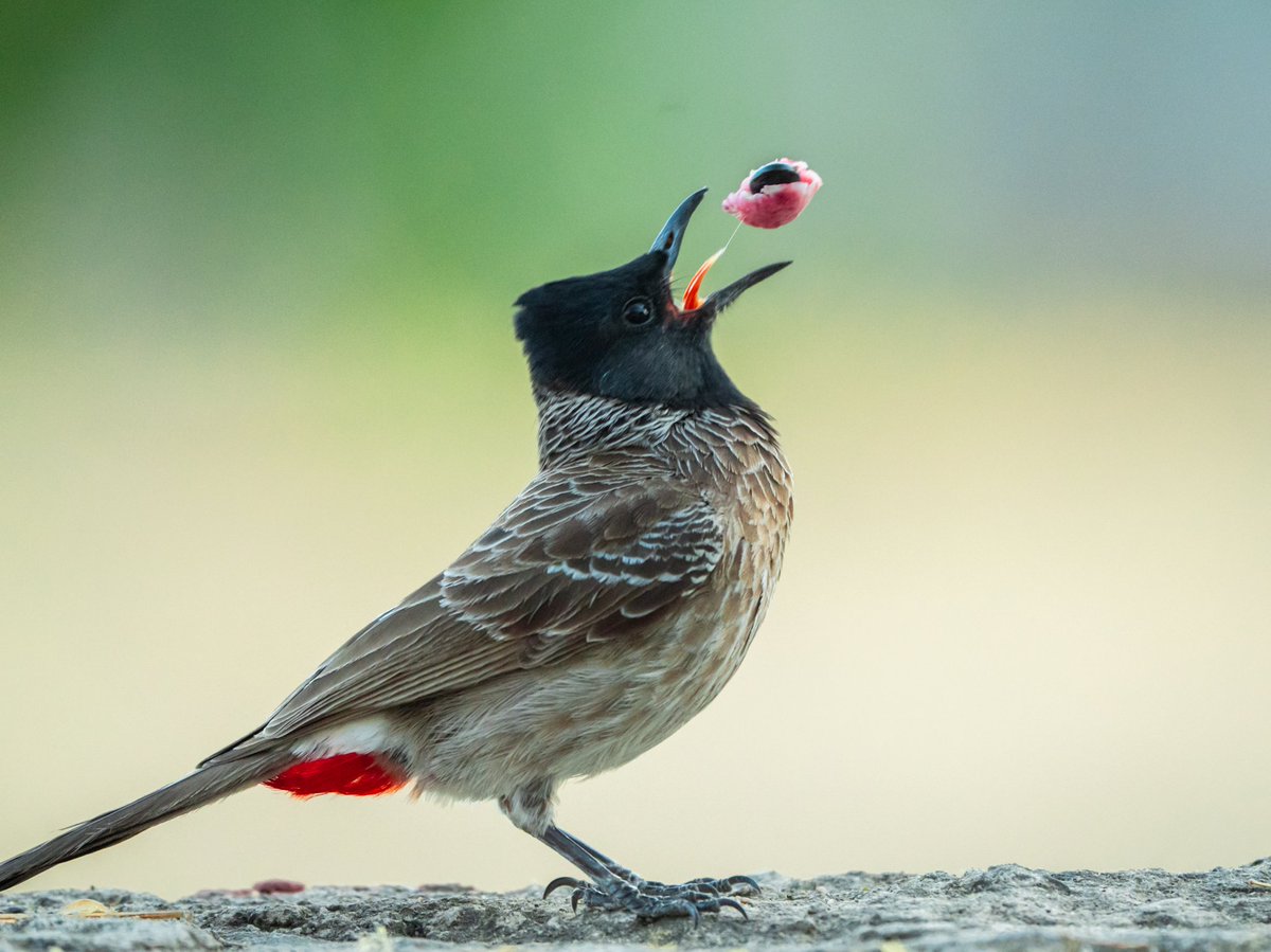 Tossing my meal .. Red Vented Bulbul #photography #ThePhotoHour #IndiAves #wildlife #birdphotography #SonyAlpha #SonyA7iv #photographylover #BBCWildlifePOTD #BirdsSeenIn2024