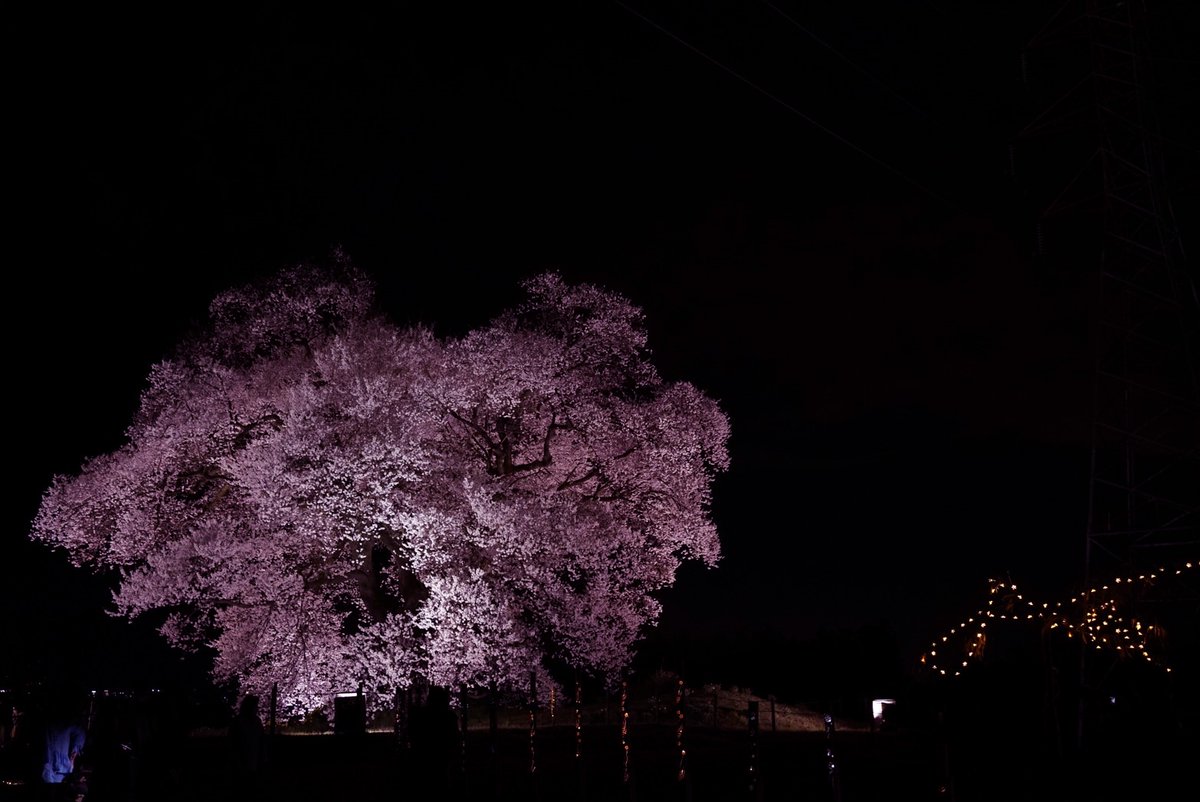 🌸『桜の夜影』LyricVideo公開🌸 新生活の季節ですね🙂 新曲を、山梨の桜超名所「わに塚の桜」と共にお届けします🎥 youtu.be/0GhYpDkTXcM?si… 山梨の自然は最高ですよー🗻☀️ #わに塚の桜