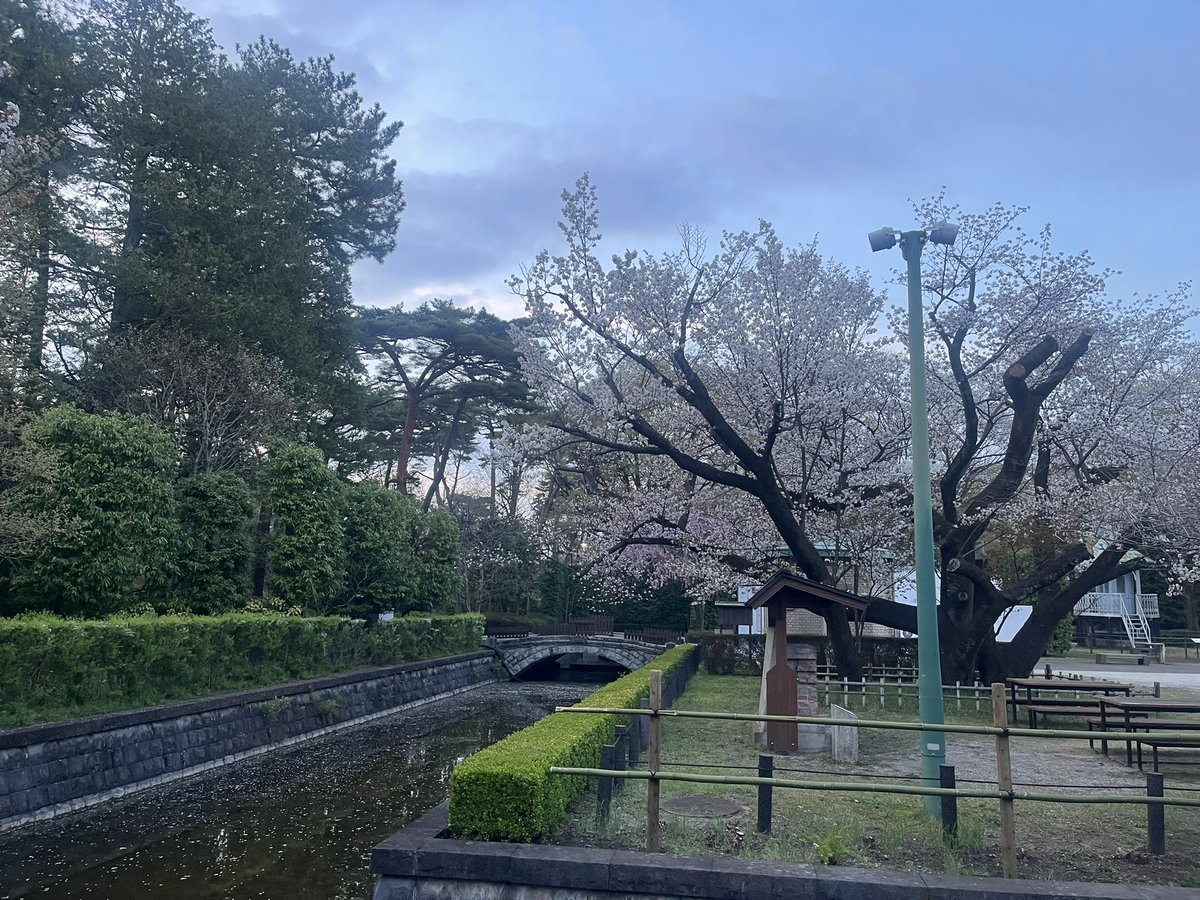 3to4hiii's tweet photo. 今度は小金井公園
ここもきれい… https://t.co/9qS4pBjJs7