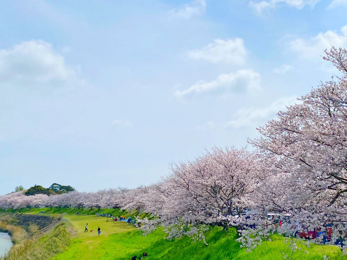 「桜のトンネルだったー! 」|emüのイラスト