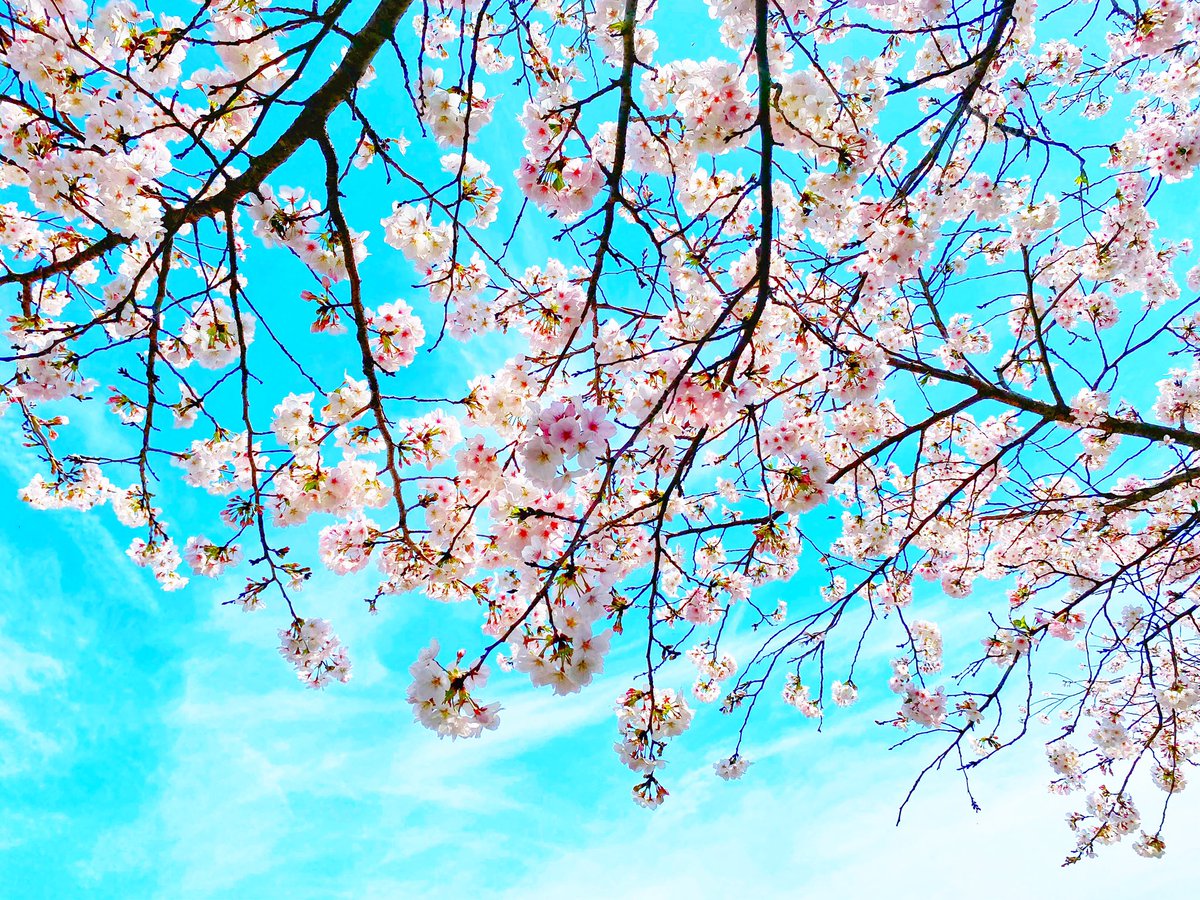 「桜のトンネルだったー! 」|emüのイラスト