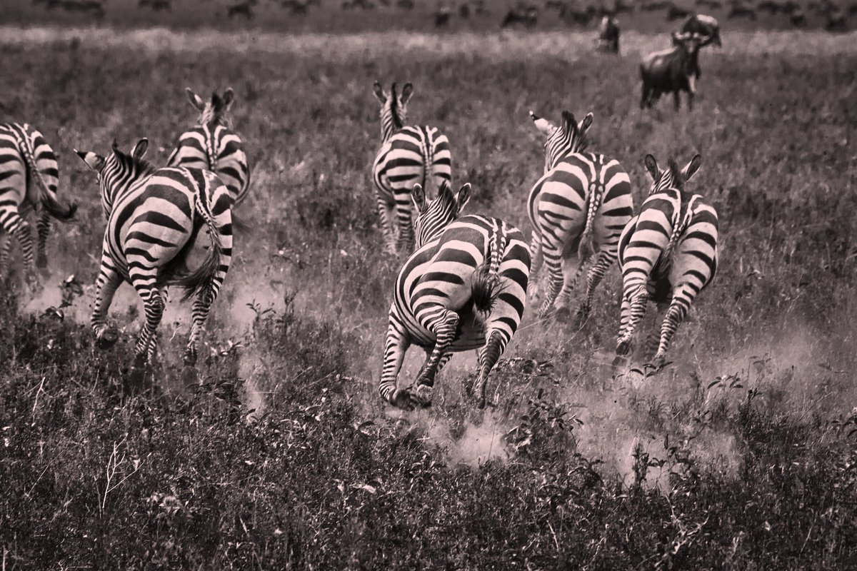 Run Baba Run | Common Zebras on the move | Serengeti | Tanzania
#zebra #plainzebra #conservationmatters #africanwonders #commonzebra #zebras #junglevibes #serengeti #serengetinationalpark #capturedinafrica #tanzania #bownaankamal #discoverearth #tanzaniasafari #nikon #iamnikon