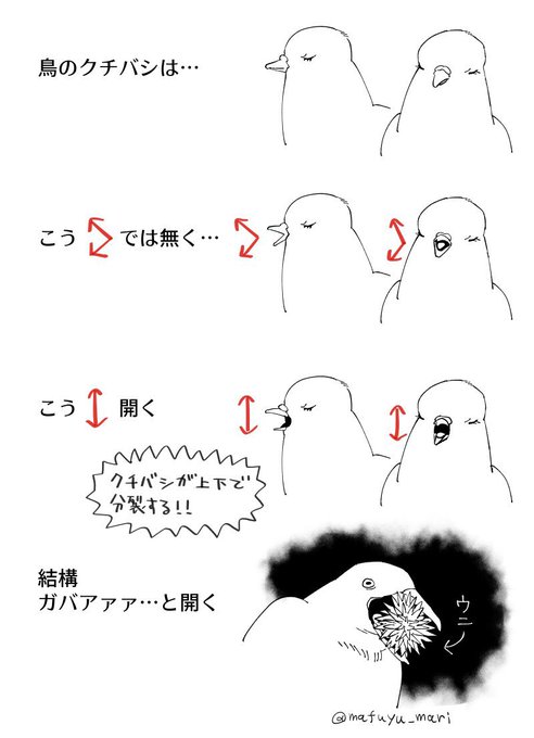 鳥を描いていて気がついた事(再掲)
#描き方 #鳥 