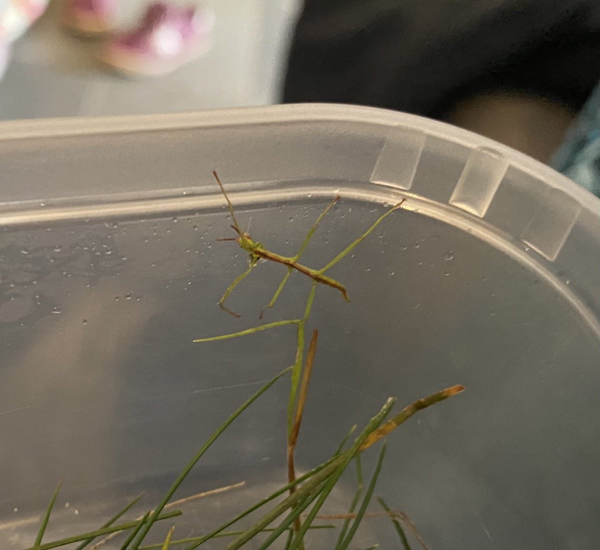We found a stick insect in our car yesterday. In Cornwall!! Apparently 3 non-native species have become established here. But can an #entomologist tell us what species this juvenile is please?