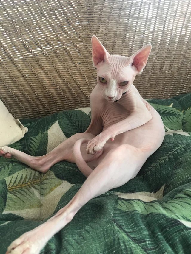 arabicacoffee.eth tweet media