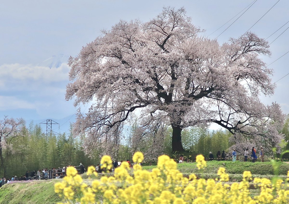 念願のわに塚の桜見に行けました🌸 ちょっと富士山は霞んでたけど八ヶ岳は綺麗に見えました #山梨 #お花見2024