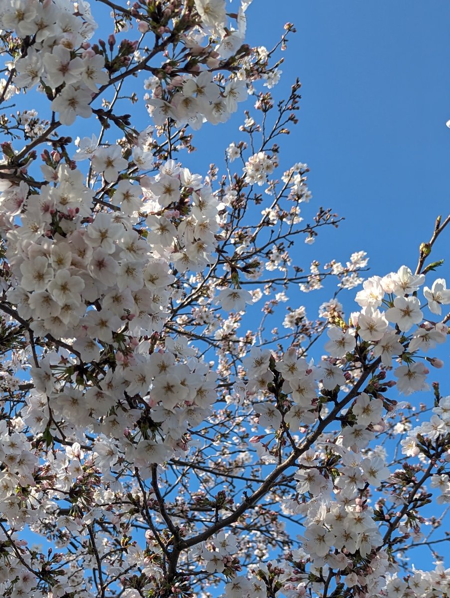 「今日は買い物がてら散歩していたら、近所に今まで知らなかった桜スポットを見つけまし」|空カケルのイラスト