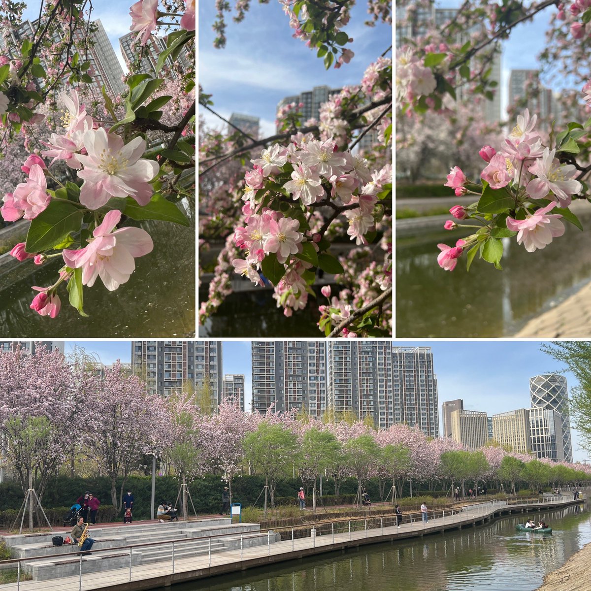 Spring Blossoms on a #BeijingBlue Sunday in WangJing, Beijing.