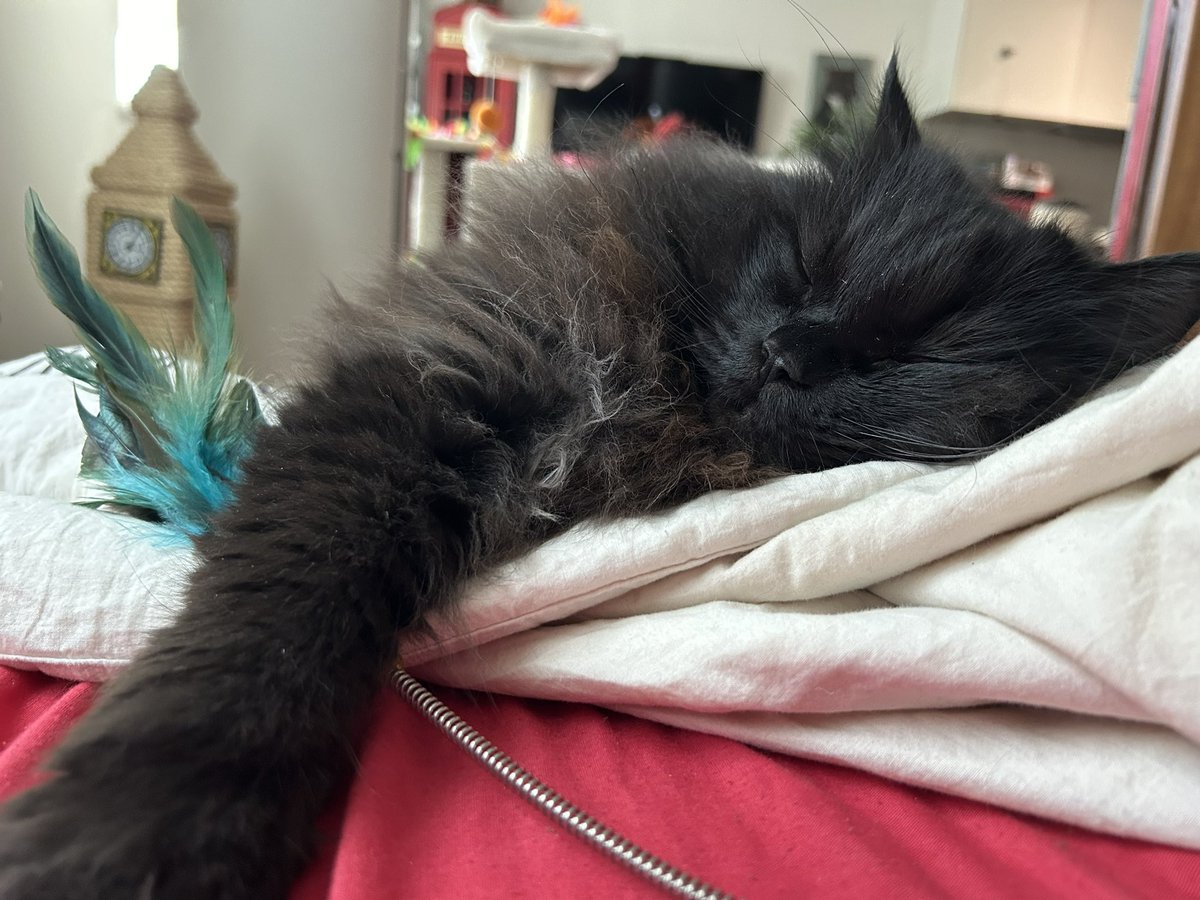 It’s Sunday!… catching 💤 just for another 5 minutes… or hours! 😸 #cat #catlife #catnap #coolcat #sunday #meow #blackcatsrule