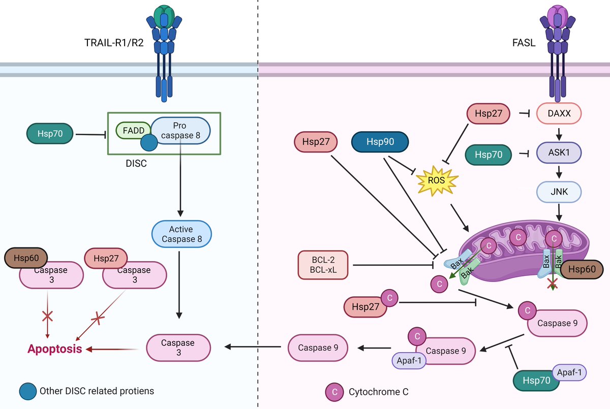 JasmineChow0705's tweet photo. 📢#FBL Welcome to read review article "Heat Shock Proteins in Non-Small-Cell Lung Cancer—Functional Mechanism" by Dr. Guanyu Zhou, et al.
Full text link: https://t.co/wiS6HvQeoz
#NonSmallCellLungCancer #HSP #apoptotic https://t.co/Hck3I8N06T
