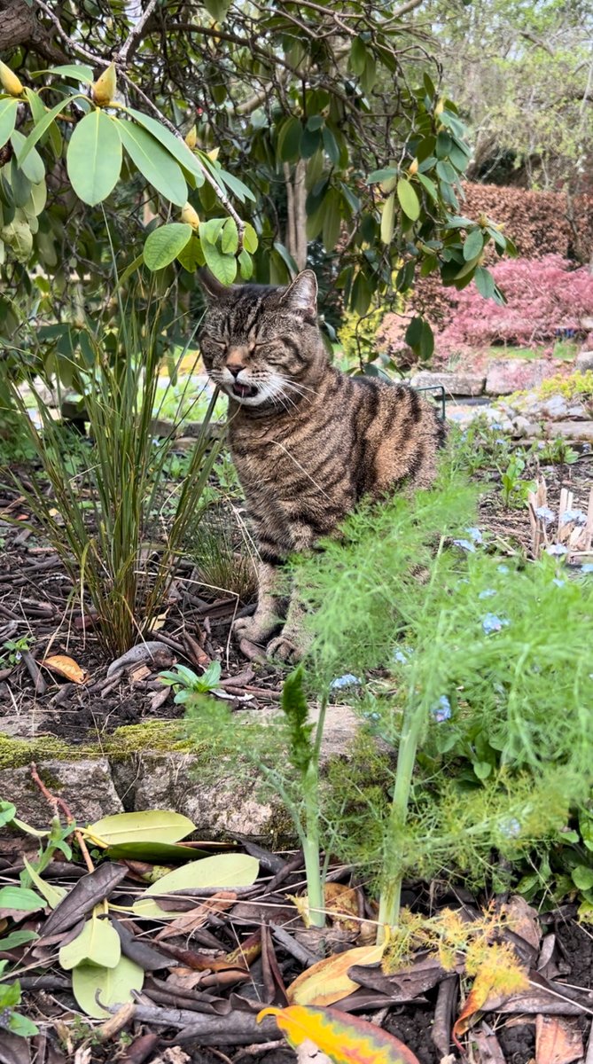 😹38, 39, 40….. Coming ready or not. #CatsOfTwitter #Cats #TABBY #Hedgewatch