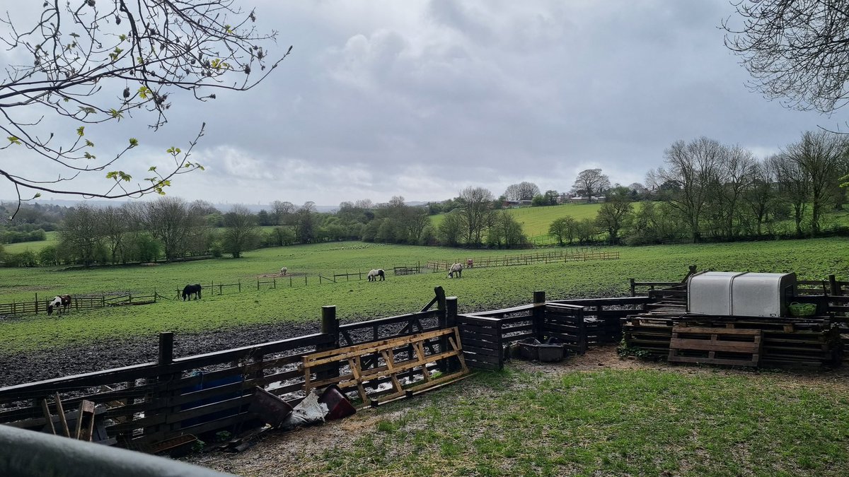 3 Ring Ouzel (2+ male) landed in trees above my head calling before flying north at Turls Hill. Not sure if they departed site (lost behind trees)but sun had just come out #WestMidsBirds