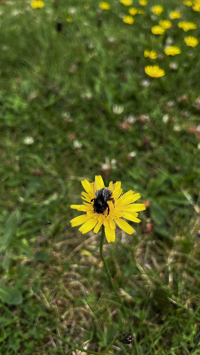 April 5th was #NationalDandelionDay! This wonderful “weed” was said to cure warts and grant wishes. Blow on their seed puffs to get rid of bad habits or carry affection to someone you love. Puffs can also predict the weather,  closing up if it’s going to rain #FolkloreSunday