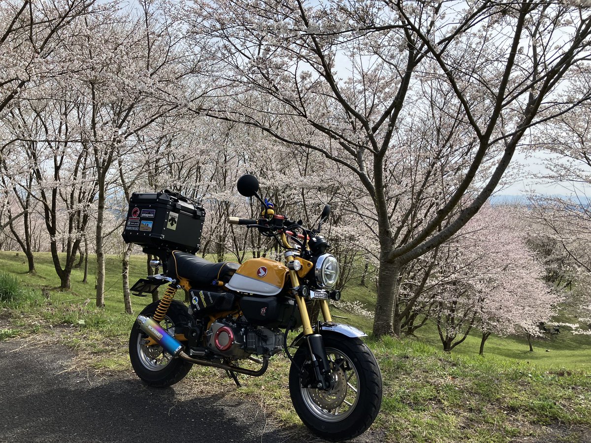 此処に何度も来てるけど❣️
🌸桜の開花に出会えたのは初めてです♪