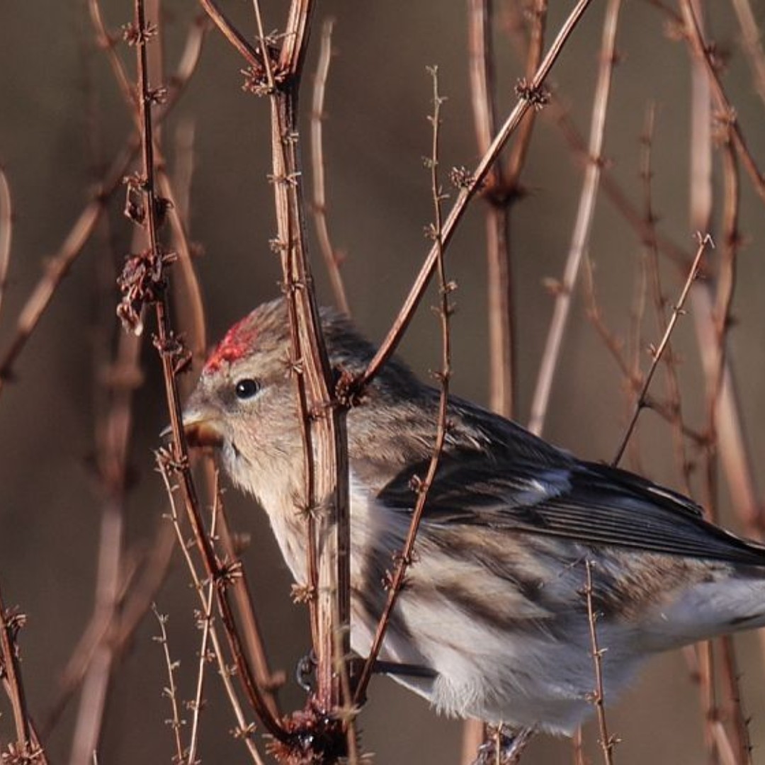 Some fab wildlife news in the April edition of Heal Highs. Subscribers, check your inbox, and you know the spam/junk drill if you're subscribed but it's not there. Not a subscriber? See the latest edition here ow.ly/KCcA50R9Wlg and sign up here: ow.ly/HZ8t50R9WlG.