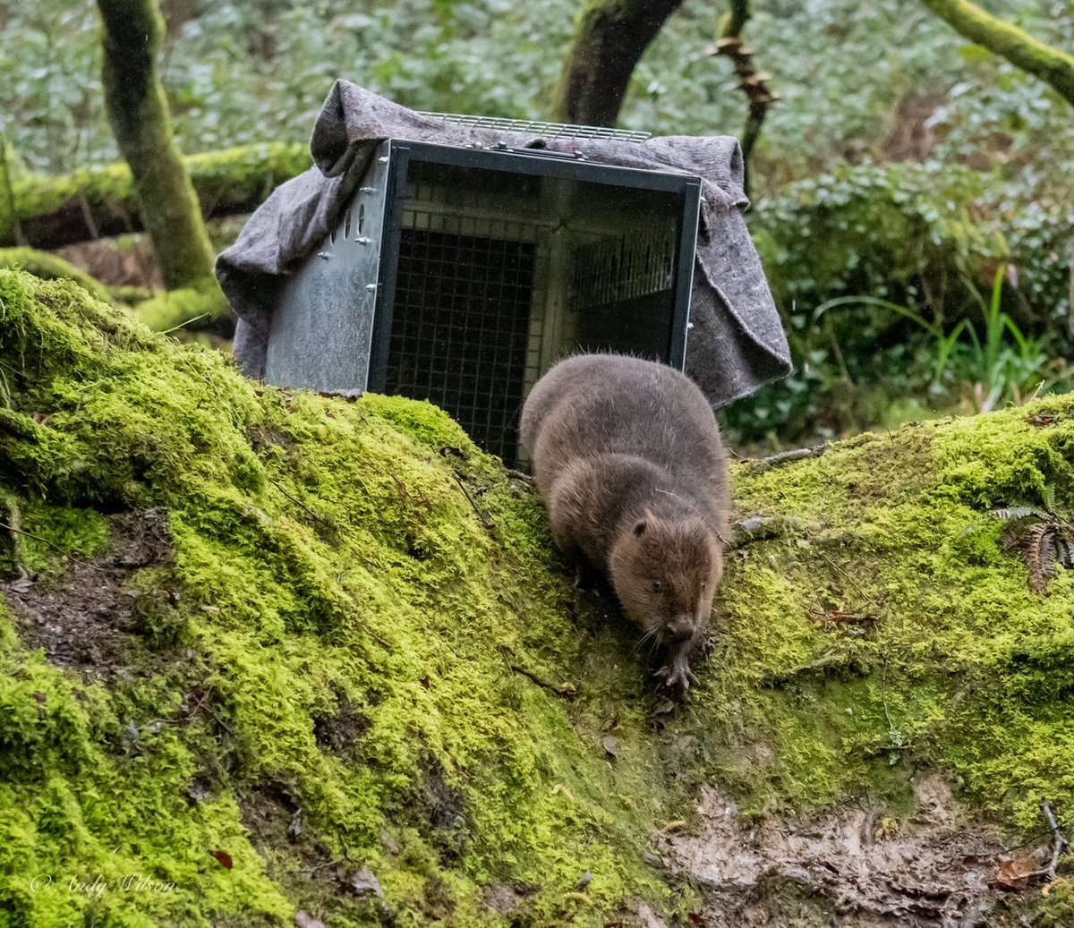 It's International Beaver Day, so here's an obligatory beaver photo ❤️ 🦫