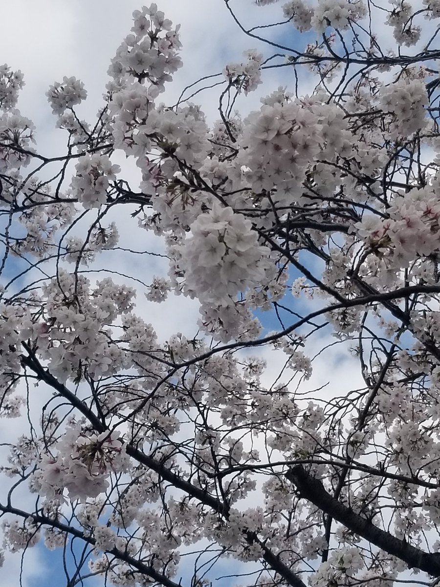 2024年4/7(日)桜満開発表🌸
桜を見に行きました。暑いくらい
暖かかった。屋台も出てて人いっぱい
来てた。でも綺麗だった✨✨✨