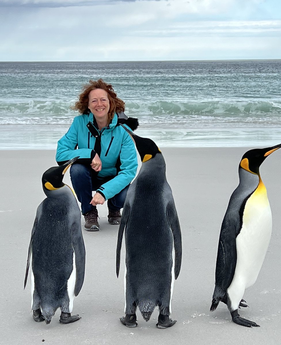 Penguin memory.
#hazelspenguins #penguins #AwayWithThePenguins #Falklands