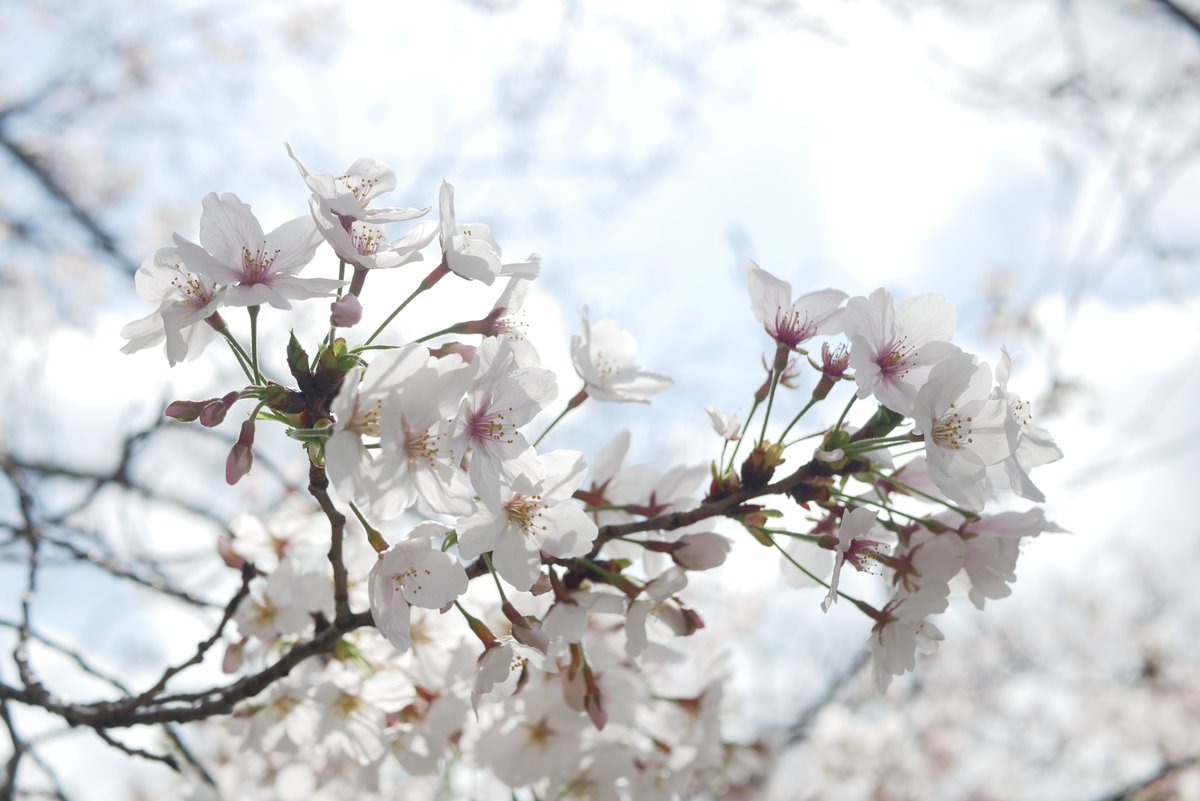 tanapapa1209's tweet image. 桜その２
青空多め 
LUMIX GX7MK2
1枚目 : G 25mm F1.7
2枚目 : SIGMA 60mm F2.8 dn art 
#LUMIX #GX7MK2 #G25 #SIGMA60