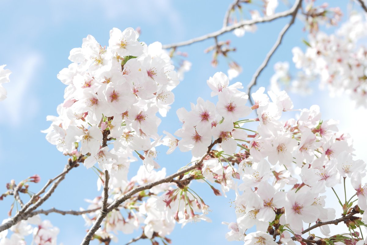 tanapapa1209's tweet image. 桜その２
青空多め 
LUMIX GX7MK2
1枚目 : G 25mm F1.7
2枚目 : SIGMA 60mm F2.8 dn art 
#LUMIX #GX7MK2 #G25 #SIGMA60
