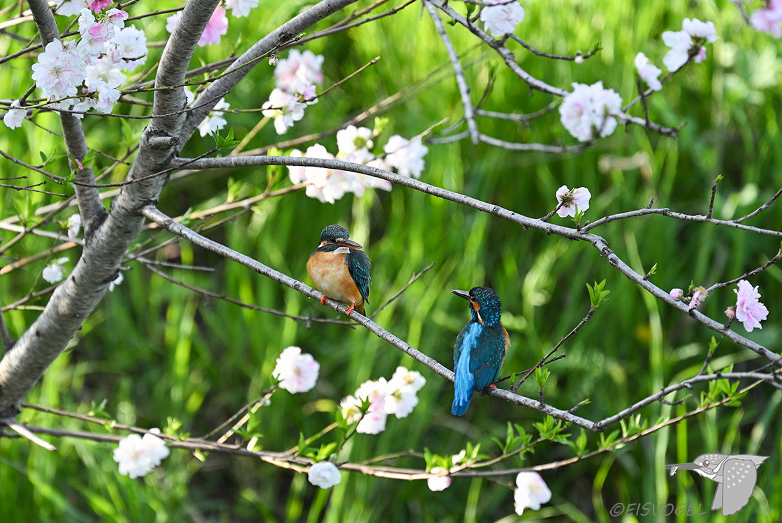 今日のカワセミ　 Eisvogel des Tages ※花桃にオスメスが並んでくれました・・・ #カワセミ #花桃 #野鳥撮影 #Kingfisher #Z9