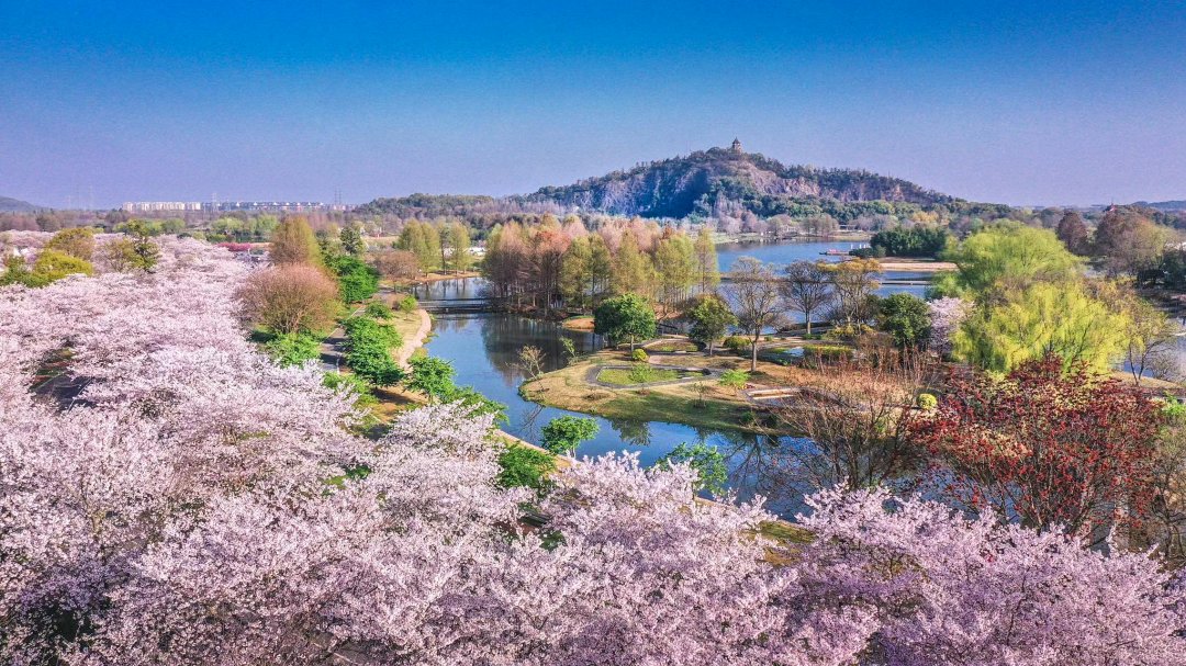 #blossom 🌸🌼 Don't miss out on these upcoming festivals in Shanghai! 🌿2024 Pudong Peach Blossom Festival Pudong New Area 🌿The 17th Shanghai Fengxian Rape flower Festival Zhuanghang Town, Fengxian District 🌿Chenshan Flower Fair Chenshan Botanical Garden #meetinshanghai