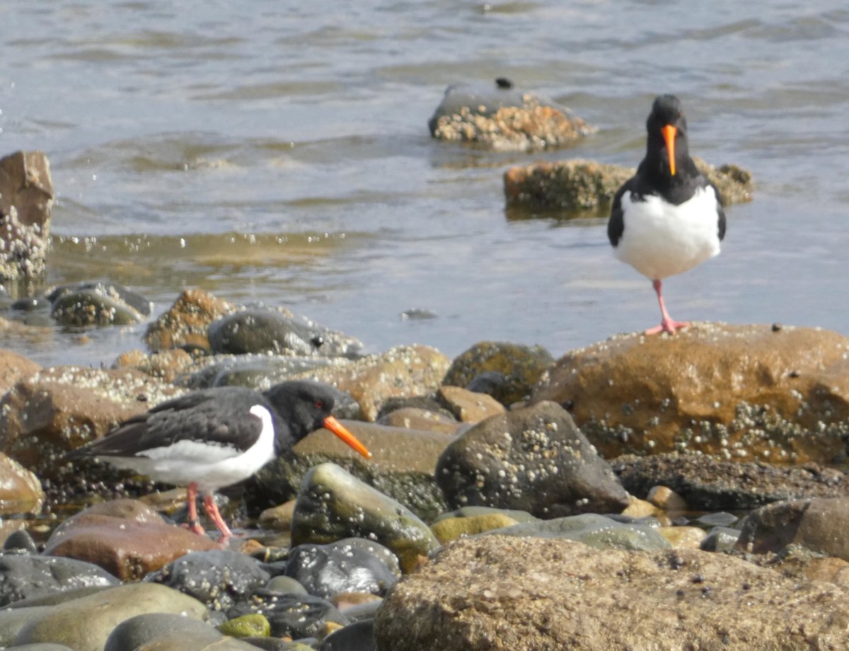 Oystercatchers in Rhos-on-Sea, North Wales two days ago @Natures_Voice @_BTO @Britnatureguide #BirdsSeenIn2024