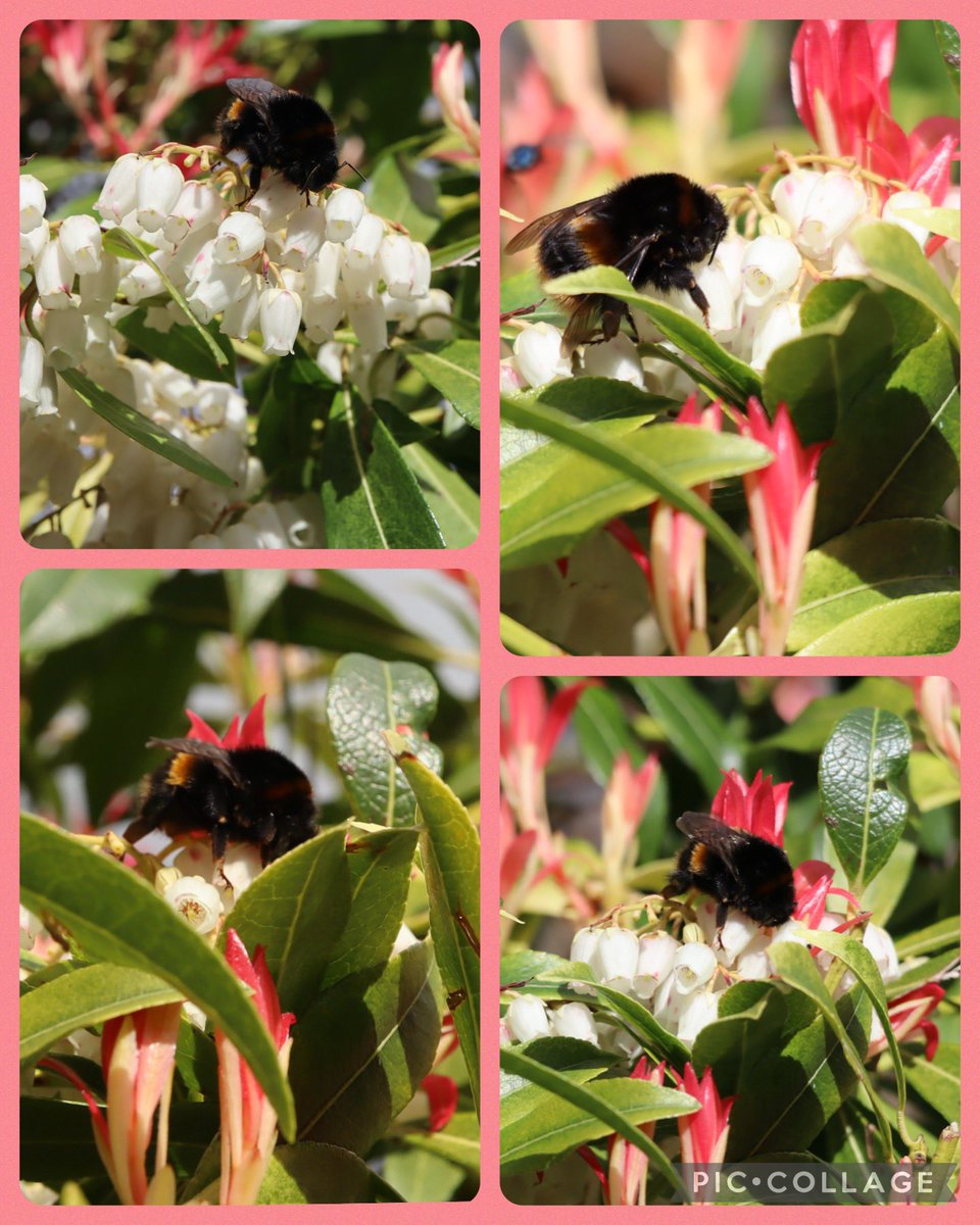 Happy #Sunday with a buff tailed bumblebee enjoying the Pieris Japonica in our sunny (at the moment) garden 🌞🐝🌿