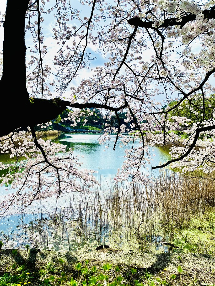 「飼い主ぃ、お花見？ ぐぬねぇ、桜だいすき🐭 ぐぬの好きなあの子に よく似合うお花🌸」