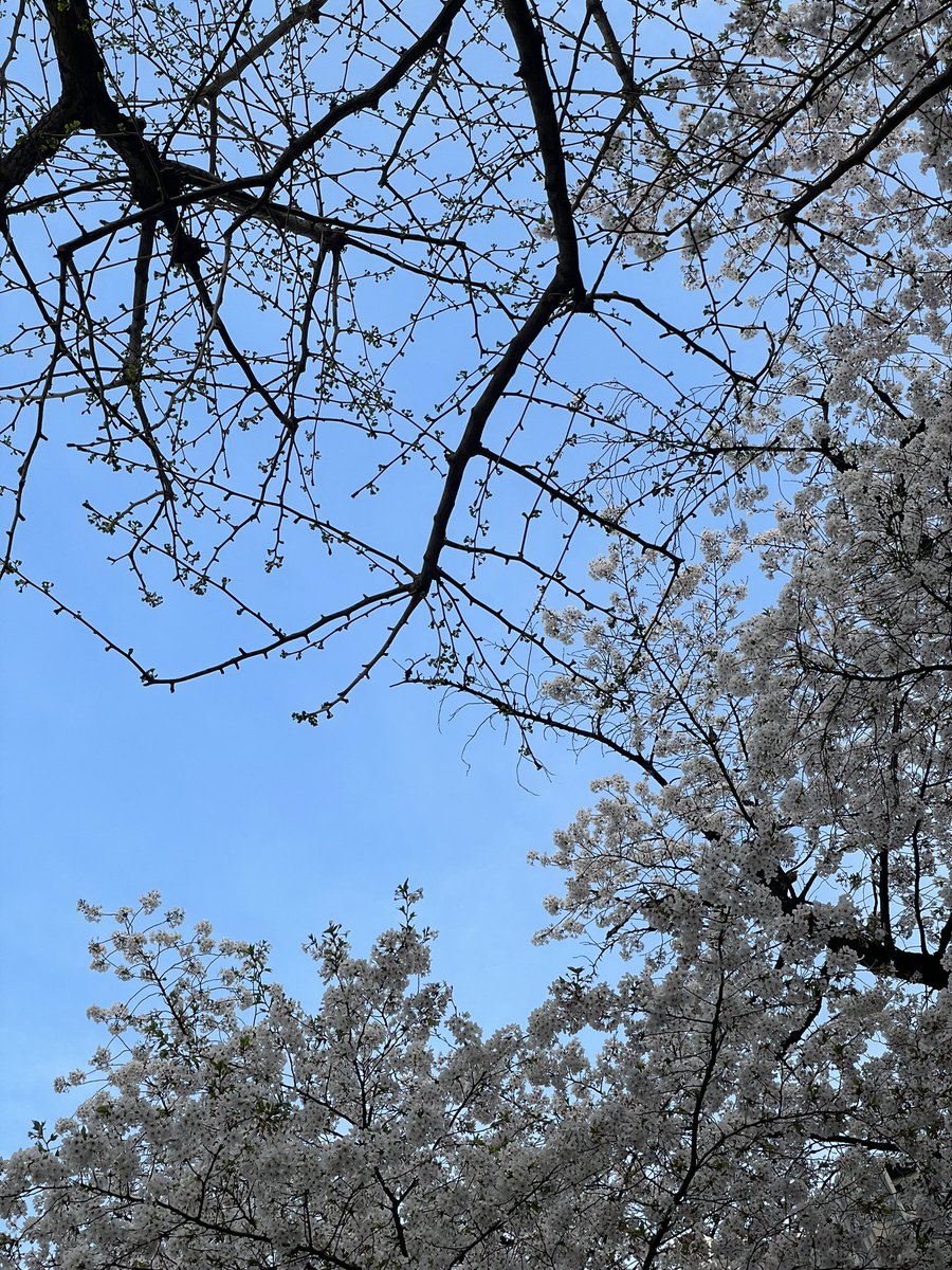 「桜がそろそろ散り始め、銀杏の新芽が開き始めてた。 」|高田明美(マミと野明の母(?)♡)のイラスト